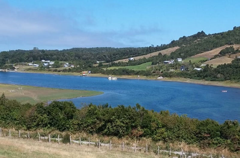 Estudiantes de Ancud e Isla Huar desarrollarán sus habilidades investigativas usando como modelo el erizo rojo