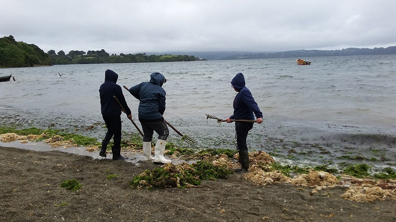 Estudiantes de Ancud conocen científicamente las virtudes y usos de los recursos del mar